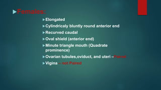 Females:
Elongated
Cylindricaly bluntly round anterior end
Recurved caudal
Oval shield (anterior end)
Minute triangle mouth (Quadrate
prominence)
Ovarian tubules,oviduct, and uteri –Paired
Vigina – not Paired
 