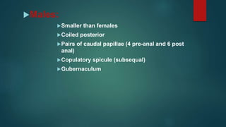 Males:
Smaller than females
Coiled posterior
Pairs of caudal papillae (4 pre-anal and 6 post
anal)
Copulatory spicule (subsequal)
Gubernaculum
 
