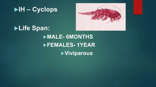 IH – Cyclops
Life Span:
MALE- 6MONTHS
FEMALES- 1YEAR
Viviparous
 