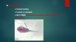 Larvae:
Coiled bodies
Cuticle is striated
SET FREE – At time of partition when submerged
is water
 