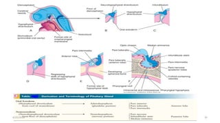 Opercularization embryology of brain | PPTX