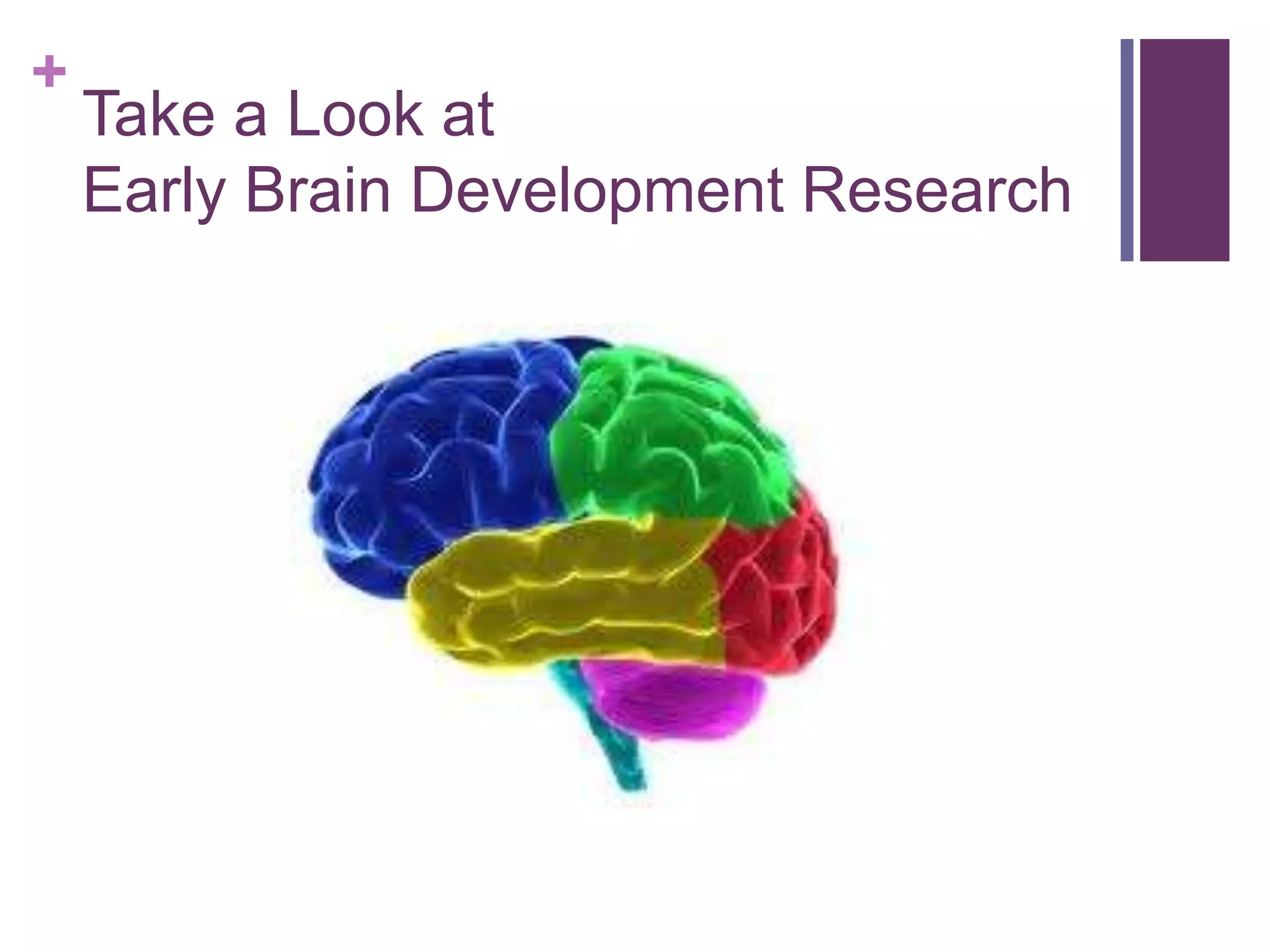 +
    Take a Look at
    Early Brain Development Research
 