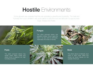 Hostile Environments
The plant pictured below has
powdery mildew. Once it gets this
bad, it is very hard to eliminate,
especially this close to harvest.
Fungus
The plant pictured above has
spider mites. Many molds and
pests thrive in stagnant air, high
humidity and heat.
Pests
The photo above is Botrytis, bud
mold or stem mold. Mold ﬁrst
shows as brown leaves on the
outside of the bud.
Mold
Some growers are unaware that they are operating a greenhouse incorrectly. The heat and
humidity from poor ventilation will cause plants to become sick and fall victim to opportunistic
bugs, fungus and molds.
 