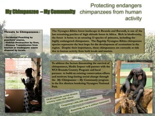 The Nyungwe-Kibira forest landscape in Rwanda and Burundi, is one of the
last remaining patches of high altitude forest in Africa. Rich in biodiversity,
the forest is home to an amazing 13 species of primates, including the
highly endangered chimpanzee. The flagship Nyungwe-Kibira chimpanzee
species represents the best hope for the development of ecotourism in the
region. Despite their importance, these chimpanzees are currently at risk
due to human activity from both locals and tourists.
Protecting endangers
chimpanzees from human
activity
Threats to Chimpanzees :
Incidental Poaching by
poachers’ snares,
Habitat Destruction by fires,
Disease Transmission from
tourism or inadequate waste
disposal by locals.
My Chimpanzee – My Community
To address the factors threatening the survival of
chimpanzees, Media Impact will partner with the
WCS Rwanda Country Program and local
partners to build on existing conservation efforts
and motivate long-lasting social change through
the My Chimpanzee – My Community program
in the five districts bordering Nyungwe National
Park.
 