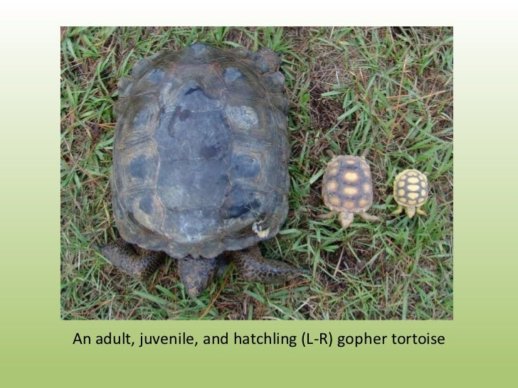 Range Wide Conservation Strategy For The Gopher Tortoise Draft