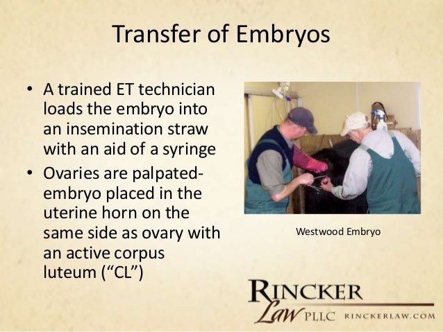 Image Result For Embryo Transfer In Cattlea Image Result For Embryo Transfer In Cattlea