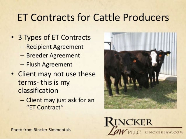 Image Result For Embryo Transfer In Cattlea Image Result For Embryo Transfer In Cattlea