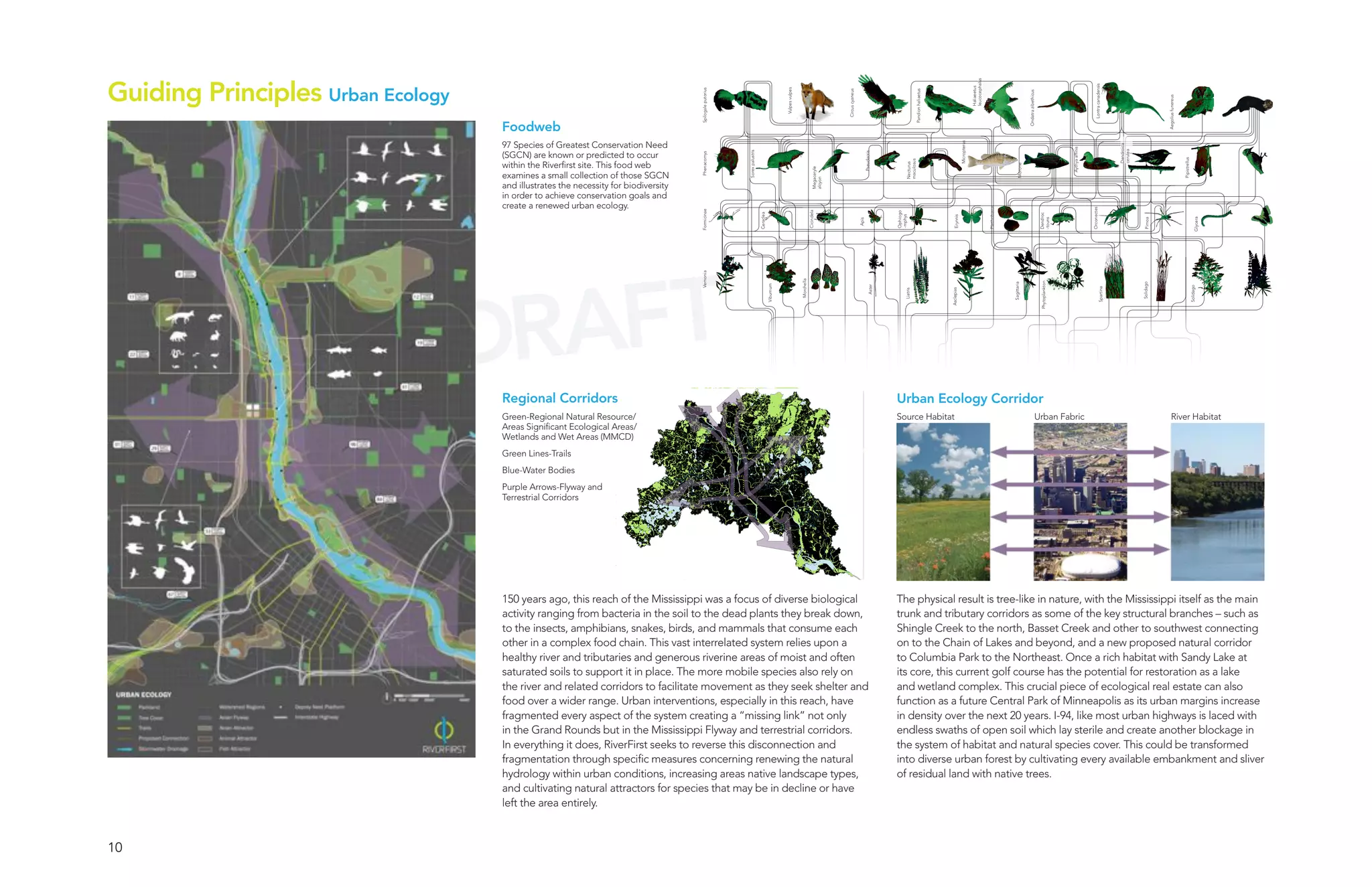 Guiding Principles Urban Ecology




                                                                                                                                                                                                                                                                                                leucocephalus




                                                                                                                                                                                                                                                                                                                                                                                                     Lontra canadensis
                                                                                                                                                                                                                                                                                                Haliaeetus
                                                                                                                                                 Vulpes vulpes
                                                                                    Spilogale putorius




                                                                                                                                                                                                                                                  Pandion haliaetus
                                                                                                                                                                                              Circus cyaneus




                                                                                                                                                                                                                                                                                                                                           Ondatra zibethicus




                                                                                                                                                                                                                                                                                                                                                                                                                                                Aegolius funereus
                                   Foodweb
                                   97 Species of Greatest Conservation Need




                                                                                                                                                                                                                                                                                  Micropterus




                                                                                                                                                                                                                                                                                                                                                                                                                         Dendroica
                                                                                                                                                                                                                                                                                                                                                                                Aythya affinis




                                                                                                                                                                                                                                                                                                                                                                                                                         cerulea
                                                                                                         Sorex palustris
                                   (SGCN) are known or predicted to occur




                                                                                                                                                                                                                      Pseudacris
                                                                                    Phenacomys




                                                                                                                                                                                                                                                                                                                                                                                                                                                                    Pipistrellus
                                                                                                                                                                                                                                         maculosus
                                   within the Riverfirst site. This food web




                                                                                                                                                                                                                                         Necturus




                                                                                                                                                                                                                                                                                                                                  Morone
                                                                                                                                                                                 Megaceryle
                                   examines a small collection of those SGCN




                                                                                                                                                                                 alcyon
                                   and illustrates the necessity for biodiversity
                                   in order to achieve conservation goals and
                                   create a renewed urban ecology.




                                                                                                                                                                                                                                                                                                                Plethobasus




                                                                                                                                                                                                                                                                                                                                                                                                 Orconectes
                                                                                    Formicinae




                                                                                                                                                                             Cicindela




                                                                                                                                                                                                                                   Ophiogo
                                                                                                                           Ceraclea




                                                                                                                                                                                                                                                                                                                                                                Dendroc
                                                                                                                                                                                                                                   -mphys




                                                                                                                                                                                                                                                                        Erynnis




                                                                                                                                                                                                                                                                                                                                                                                                                                                                                       Glycera
                                                                                                                                                                                                                                                                                                                                                                -touns




                                                                                                                                                                                                                                                                                                                                                                                                                                      Pimoa
                                                                                                                                                                                                               Apis
                                     AFT


                                                                                    Vernonia
                                   DR



                                                                                                                                                                 Morchella




                                                                                                                                                                                                                                                                                                                                                                Phytoplankton




                                                                                                                                                                                                                                                                                                                                                                                                                                     Solidago
                                                                                                                                                                                                                                                                                                                              Sagittaria
                                                                                                                                      Viburnum




                                                                                                                                                                                                                           Aster




                                                                                                                                                                                                                                                                                                                                                                                                                                                                                   Solidago
                                                                                                                                                                                                                                                                                                                                                                                                             Spartina
                                                                                                                                                                                                                                                                      Asclepias
                                                                                                                                                                                                                                        Liatris
                                   Regional Corridors                                                                                                                                                                              Urban Ecology Corridor
                                   Green-Regional Natural Resource/                                                                                                                                                                Source Habitat                                                                                                          Urban Fabric                                                                              River Habitat
                                   Areas Significant Ecological Areas/
                                   Wetlands and Wet Areas (MMCD)
                                   Green Lines-Trails
                                   Blue-Water Bodies
                                   Purple Arrows-Flyway and
                                   Terrestrial Corridors




                                   150 years ago, this reach of the Mississippi was a focus of diverse biological                                                                                                                  The physical result is tree-like in nature, with the Mississippi itself as the main
                                   activity ranging from bacteria in the soil to the dead plants they break down,                                                                                                                  trunk and tributary corridors as some of the key structural branches – such as
                                   to the insects, amphibians, snakes, birds, and mammals that consume each                                                                                                                        Shingle Creek to the north, Basset Creek and other to southwest connecting
                                   other in a complex food chain. This vast interrelated system relies upon a                                                                                                                      on to the Chain of Lakes and beyond, and a new proposed natural corridor
                                   healthy river and tributaries and generous riverine areas of moist and often                                                                                                                    to Columbia Park to the Northeast. Once a rich habitat with Sandy Lake at
                                   saturated soils to support it in place. The more mobile species also rely on                                                                                                                    its core, this current golf course has the potential for restoration as a lake
                                   the river and related corridors to facilitate movement as they seek shelter and                                                                                                                 and wetland complex. This crucial piece of ecological real estate can also
                                   food over a wider range. Urban interventions, especially in this reach, have                                                                                                                    function as a future Central Park of Minneapolis as its urban margins increase
                                   fragmented every aspect of the system creating a “missing link” not only                                                                                                                        in density over the next 20 years. I-94, like most urban highways is laced with
                                   in the Grand Rounds but in the Mississippi Flyway and terrestrial corridors.                                                                                                                    endless swaths of open soil which lay sterile and create another blockage in
                                   In everything it does, RiverFirst seeks to reverse this disconnection and                                                                                                                       the system of habitat and natural species cover. This could be transformed
                                   fragmentation through specific measures concerning renewing the natural                                                                                                                         into diverse urban forest by cultivating every available embankment and sliver
                                   hydrology within urban conditions, increasing areas native landscape types,                                                                                                                     of residual land with native trees.
                                   and cultivating natural attractors for species that may be in decline or have
                                   left the area entirely.



10
 