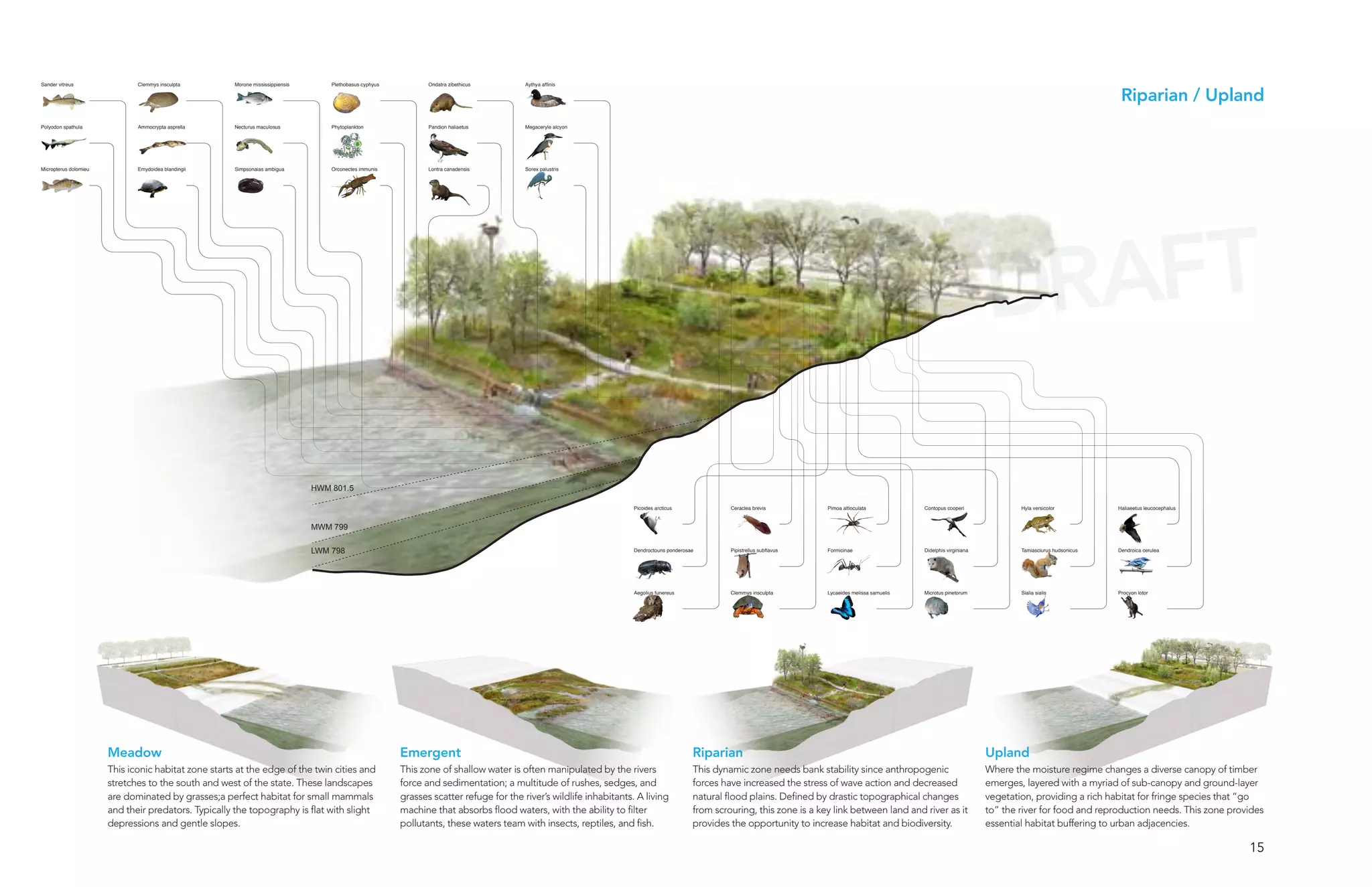 Sander vitreus                Clemmys insculpta       Morone mississippiensis       Plethobasus cyphyus          Ondatra zibethicus       Aythya affinis

                                                                                                                                                                                                                                                                                                                     Riparian / Upland
Polyodon spathula             Ammocrypta asprella     Necturus maculosus            Phytoplankton                Pandion haliaetus        Megaceryle alcyon




Micropterus dolomieu          Emydoidea blandingii    Simpsonaias ambigua           Orconectes immunis           Lontra canadensis        Sorex palustris




                                                                                                                                                                                                                                                                                  DRAFT

                                                                                HWM 801.5

                                                                                                                                                                      Picoides arcticus              Ceraclea brevis          Pimoa altioculata            Contopus cooperi               Hyla versicolor           Haliaeetus leucocephalus


                                                                                MWM 799

                                                                                LWM 798                                                                               Dendroctouns ponderosae        Pipistrellus subflavus   Formicinae                   Didelphis virginiana           Tamiasciurus hudsonicus   Dendroica cerulea




                                                                                                                                                                      Aegolius funereus              Clemmys insculpta        Lycaeides melissa samuelis   Microtus pinetorum             Sialia sialis             Procyon lotor




                       Meadow                                                                             Emergent                                                                          Riparian                                                                              Upland
                       This iconic habitat zone starts at the edge of the twin cities and                 This zone of shallow water is often manipulated by the rivers                     This dynamic zone needs bank stability since anthropogenic                            Where the moisture regime changes a diverse canopy of timber
                       stretches to the south and west of the state. These landscapes                     force and sedimentation; a multitude of rushes, sedges, and                       forces have increased the stress of wave action and decreased                         emerges, layered with a myriad of sub-canopy and ground-layer
                       are dominated by grasses;a perfect habitat for small mammals                       grasses scatter refuge for the river’s wildlife inhabitants. A living             natural flood plains. Defined by drastic topographical changes                        vegetation, providing a rich habitat for fringe species that “go
                       and their predators. Typically the topography is flat with slight                  machine that absorbs flood waters, with the ability to filter                     from scrouring, this zone is a key link between land and river as it                  to” the river for food and reproduction needs. This zone provides
                       depressions and gentle slopes.                                                     pollutants, these waters team with insects, reptiles, and fish.                   provides the opportunity to increase habitat and biodiversity.                        essential habitat buffering todevelopment initiative | 15
                                                                                                                                                                                                                                                                                          minneapolis riverfront
                                                                                                                                                                                                                                                                                                                 urban adjacencies.

                                                                                                                                                                                                                                                                                                                                               15
 