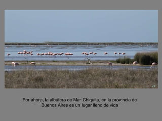 Por ahora, la albúfera de Mar Chiquita, en la provincia de Buenos Aires es un lugar lleno de vida 