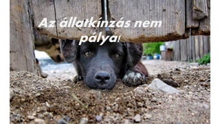Az állatkínzás nem
pálya!
 