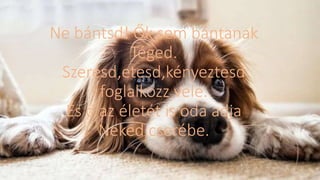 Ne bántsd! Ők sem bántanak
Téged.
Szeresd,etesd,kényeztesd
foglalkozz vele.
És ő az életét is oda adja
Neked,cserébe.
 