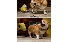 Vajonmilehetezagonosz
valami?
 