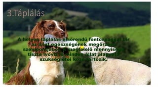 3.Táplálás
A helyes táplálás elsőrendű fontossággal bír
az állat egészségének megőrzése
szempontjából. A megfelelő mennyiségű
tiszta ivóvíz is minden állat alapvető
szükségletei közé tartozik.
 