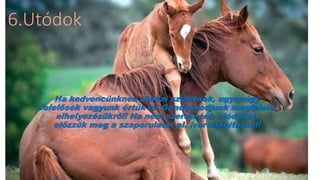6.Utódok
Ha kedvencünknek utódai születnek, ugyanúgy
felelősek vagyunk értük is. Gondoskodjunk megfelelő
elhelyezésükről! Ha nem szeretnénk utódokat,
előzzük meg a szaporulatot pl. ivartalanítással!
 