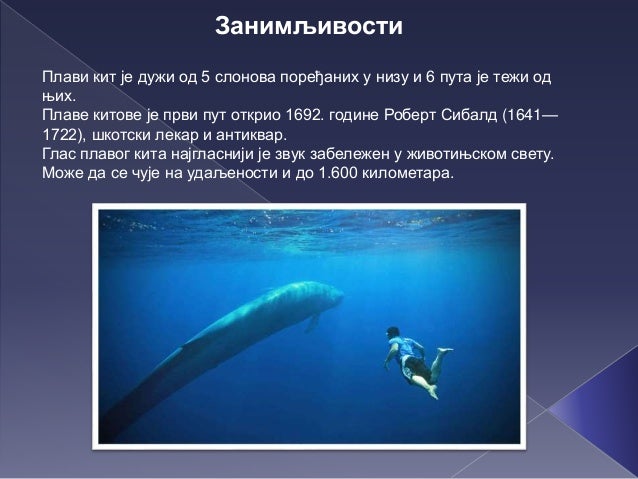 Плави кит - Драган Јовановић