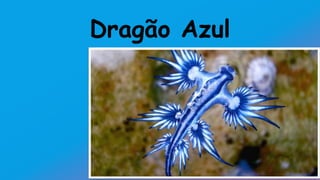 Dragão Azul
 