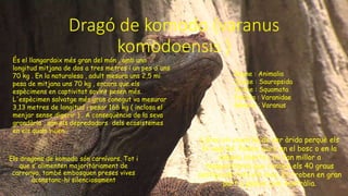 Dragó de komodo (varanus
komodoensis )
Els dragons de komodo són carnívors. Tot i
que s’ alimenten majoritàriament de
carronya, també embosquen preses vives
aconstanc-hi silenciosament
L’àrea on viuen ha de ser àrida perquè els
hi vagi bé. Poden viure en el bosc o en la
sabana oberta i ho fan millor a
temperatures que ronden els 40 graus
centígrads tots els dies. Es troben en gran
part a països com Austràlia.
És el llangardaix més gran del món , amb una
longitud mitjana de dos a tres metres i un pes d'uns
70 kg . En la naturalesa , adult mesura uns 2,5 mi
pesa de mitjana uns 70 kg , encara que els
espècimens en captivitat sovint pesen més.
L'espècimen salvatge més gran conegut va mesurar
3,13 metres de longitud i pesar 166 kg ( inclosa el
menjar sense digerir ) . A conseqüència de la seva
grandària , són els depredadors dels ecosistemes
en els quals viuen .
Regne : Animalia
Classe : Sauropsida
Ordre : Squamata
Família : Varanidae
Gènere : Varanus
 