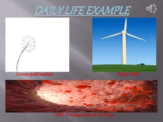 Cross-pollination Wind Mill
RBC Transportation in Body
 