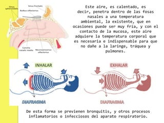 Este aire, es calentado, es
                       decir, penetra dentro de las fosas
                            nasales a una temperatura
                         ambiental, la existente, que en
                    ocasiones puede ser muy fría, y con el
                        contacto de la mucosa, este aire
                      adquiere la temperatura corporal que
                     es necesaria e indispensable para que
                         no dañe a la laringe, tráquea y
                                    pulmones.




De esta forma se previenen bronquitis, y otros procesos
 inflamatorios o infecciosos del aparato respiratorio.
 