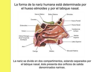 La forma de la nariz humana está determinada por
     el hueso etmoides y por el tabique nasal.




La nariz se divide en dos compartimentos, estando separados por
      el tabique nasal, éste presenta dos orificios de salida
                      denominados narinas.
 