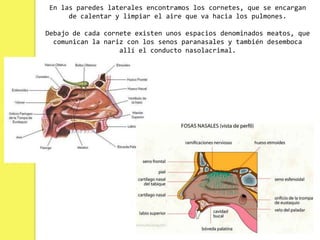 En las paredes laterales encontramos los cornetes, que se encargan
      de calentar y limpiar el aire que va hacia los pulmones.

Debajo de cada cornete existen unos espacios denominados meatos, que
  comunican la nariz con los senos paranasales y también desemboca
                   allí el conducto nasolacrimal.
 