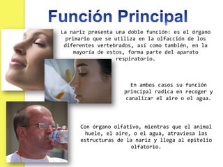 La nariz presenta una doble función: es el órgano
  primario que se utiliza en la olfacción de los
 diferentes vertebrados, así como también, en la
     mayoría de estos, forma parte del aparato
                   respiratorio.



                       En ambos casos su función
                    principal radica en recoger y
                     canalizar el aire o el agua.




      Con órgano olfativo, mientras que el animal
        huele, el aire, o el agua, atraviesa las
      estructuras de la nariz y llega al epitelio
                       olfatorio.
 