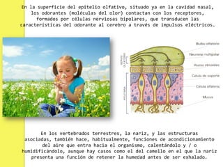 En la superficie del epitelio olfativo, situado ya en la cavidad nasal,
     los odorantes (moléculas del olor) contactan con los receptores,
       formados por células nerviosas bipolares, que transducen las
características del odorante al cerebro a través de impulsos eléctricos.




       En los vertebrados terrestres, la nariz, y las estructuras
 asociadas, también hace, habitualmente, funciones de acondicionamiento
        del aire que entra hacia el organismo, calentándolo y / o
humidificándolo, aunque hay casos como el del camello en el que la nariz
    presenta una función de retener la humedad antes de ser exhalado.
 