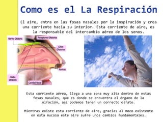 El aire, entra en las fosas nasales por la inspiración y crea
 una corriente hacia su interior. Esta corriente de aire, es
      la responsable del intercambio aéreo de los senos.




  Esta corriente aérea, llega a una zona muy alta dentro de estas
     fosas nasales, que es donde se encuentra el órgano de la
          olfación, así podemos tener un correcto olfato.

 Mientras existe esta corriente de aire, gracias al moco existente
    en esta mucosa este aire sufre unos cambios fundamentales.
 