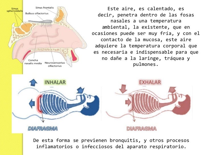 NARIZ Anatomia y Funciones