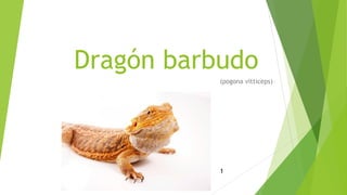 Dragón barbudo
(pogona vitticeps)

1

 