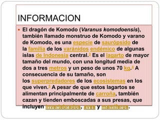 INFORMACION
 El dragón de Komodo (Varanus komodoensis),
también llamado monstruo de Komodo y varano
de Komodo, es una especie de saurópsido de
la familia de los varánidos endémico de algunas
islas de Indonesia central.3 Es el lagarto de mayor
tamaño del mundo, con una longitud media de
dos a tres metros y un peso de unos 70 kg.4 A
consecuencia de su tamaño, son
los superpredadores de los ecosistemas en los
que viven.5 A pesar de que estos lagartos se
alimentan principalmente de carroña, también
cazan y tienden emboscadas a sus presas, que
incluyen invertebrados, aves y mamíferos.
 
