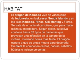 HABITAT
 El dragón de Komodo vive en varias islas
de Indonesia, en lasLesser Sunda Islands y en
las islas Komodo, Rinca, Gili Montag y Flores.
Se trata de un animal carroñero, que para matar
utiliza su mordedura. Según dicen, su saliva
contiene hasta 82 tipos de bacterias que
provocan una infección en la sangre de la
víctima, muriendo horas más tarde. El dragón
espera a que su presa muera para devorarla.
Su dieta la componen cerdos, cabras, caballos,
búfalos o incluso personas.
 