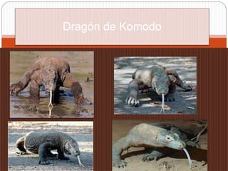 Dragón de Komodo
 