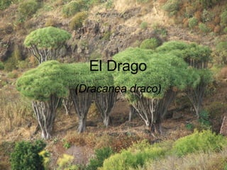 El Drago (Dracanea draco) 
