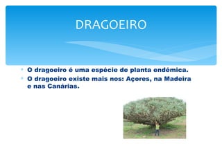 DRAGOEIRO


∗ O dragoeiro é uma espécie de planta endémica.
∗ O dragoeiro existe mais nos: Açores, na Madeira
  e nas Canárias.
 
