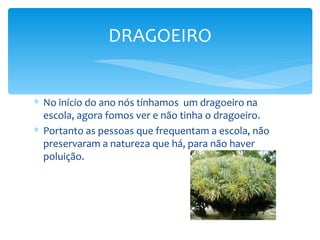 DRAGOEIRO


∗ No início do ano nós tínhamos um dragoeiro na
  escola, agora fomos ver e não tinha o dragoeiro.
∗ Portanto as pessoas que frequentam a escola, não
  preservaram a natureza que há, para não haver
  poluição.
 