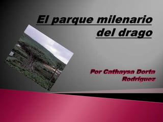 El parque milenario del drago Por CathaysaDortaRodríguez 