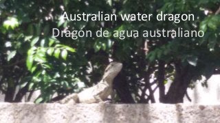 Australian water dragon
Dragón de agua australiano
 