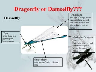 dragon-fly-180624113836. pdf | PDF