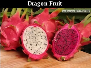 Dragon Fruit   