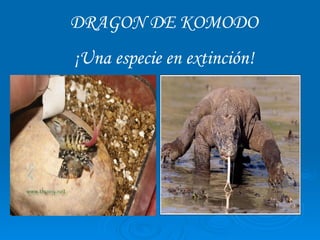DRAGON DE KOMODO ¡Una especie en extinción! 