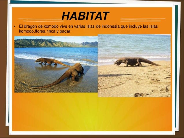 Dragon De Komodo Habitat