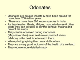 Odonates Odonates are aquatic insects & have been around for more than  250 million years. There are more than 500 known species in India.  As they feed on Gnats, Midges, mosquito larvae & other pests they can be used to control dengue, malaria and protect the crops.  They can be observed during monsoons  (May-November) near fresh water ponds & rivers. Mid-day is the best time to watch them. When photographing them wear dull clothes. They are a very good indicator of the health of a wetland. They require more detailed study. 