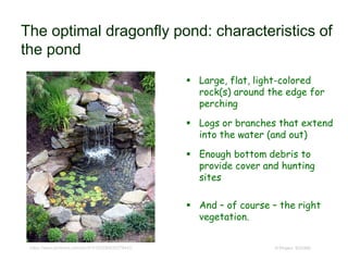 The optimal dragonfly pond: characteristics of
the pond
 Large, flat, light-colored
rock(s) around the edge for
perching
 Logs or branches that extend
into the water (and out)
 Enough bottom debris to
provide cover and hunting
sites
 And – of course – the right
vegetation.
© Project SOUNDhttps://www.pinterest.com/pin/415105290635276442/
 