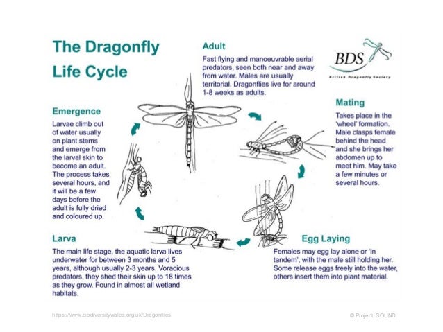 Images Of A Dragonfly Life Cycle - impremedia.net