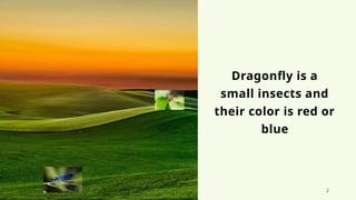 Dragonflies characteristic basic in english.pptx