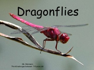 Dragonflies 
Ms. Weimann 
Third Grade ages between 7-9 years old 
 