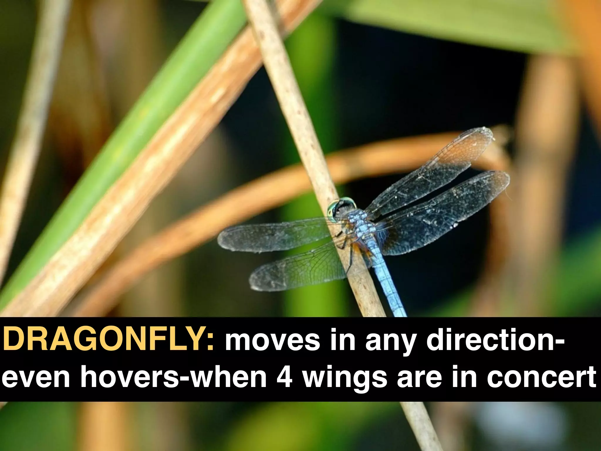 DRAGONFLY: moves in any direction-
even hovers-when 4 wings are in concert!
DRAGONFLY EFFECT !
 