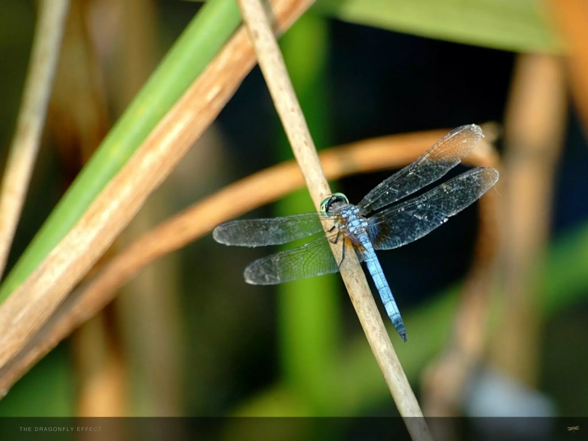 THE H E D R A G O NEFFECT F E C T
  T DRAGONFLY F L Y E F !           !
 